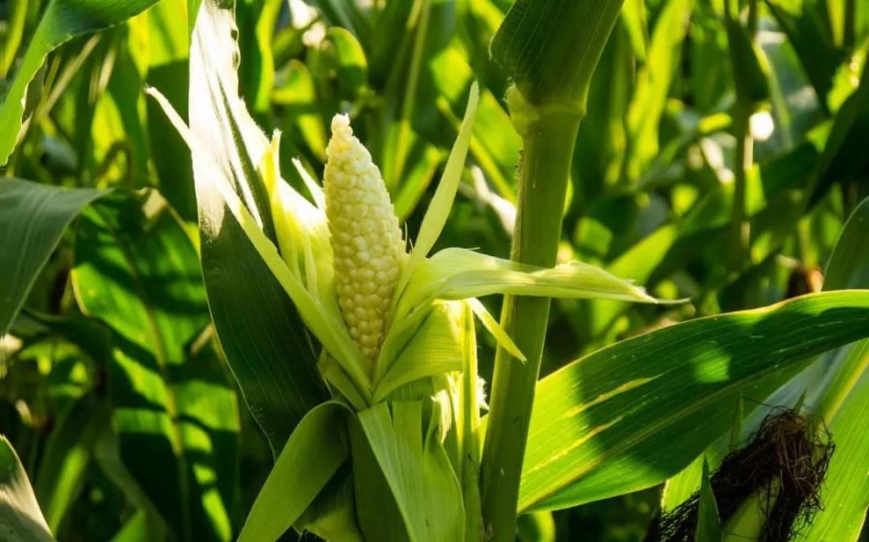 玉米是禾本科玉蜀黍属一年生草本植物,玉米的"土名"有很多,比如,蜀黍