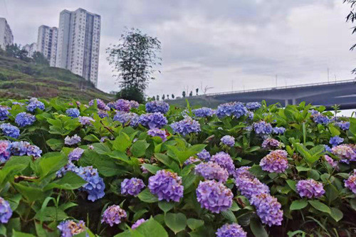 第二届重庆涪陵绣球花节5月19日启幕