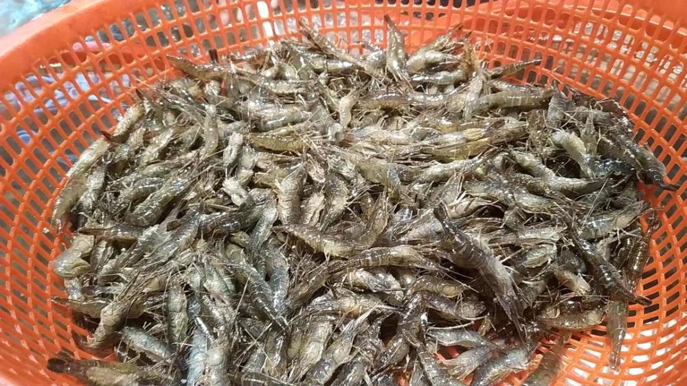 吃河虾最便宜的时候到了!苏州今年首批籽虾新鲜上市