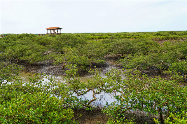 广西北海有一片红树林,夏天风景优美,海天一色很适合度假