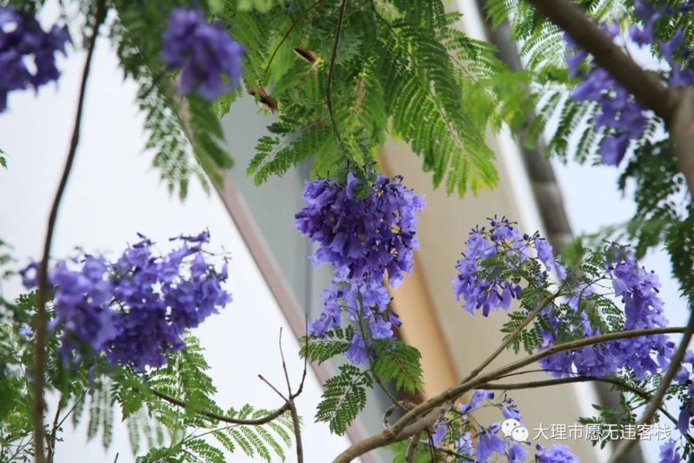 大理愿无违的蓝花楹开了,看花请进!(附精美图片)