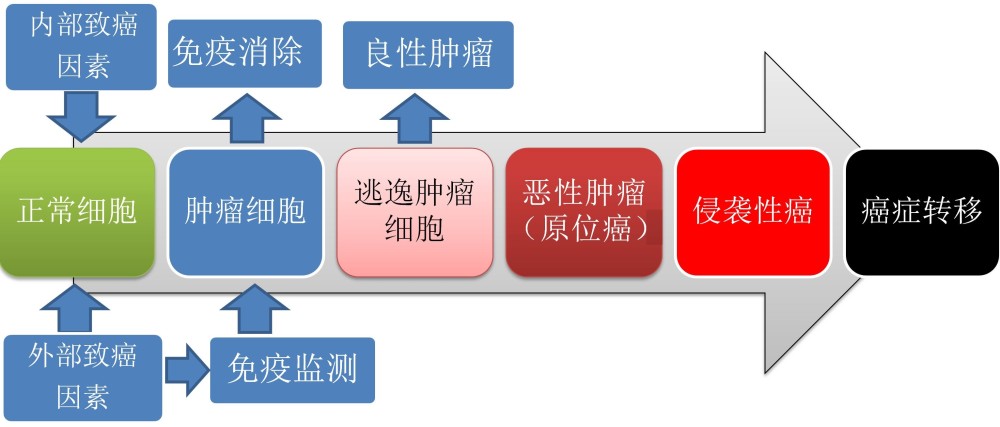 从正常细胞发展到恶性肿瘤的过程