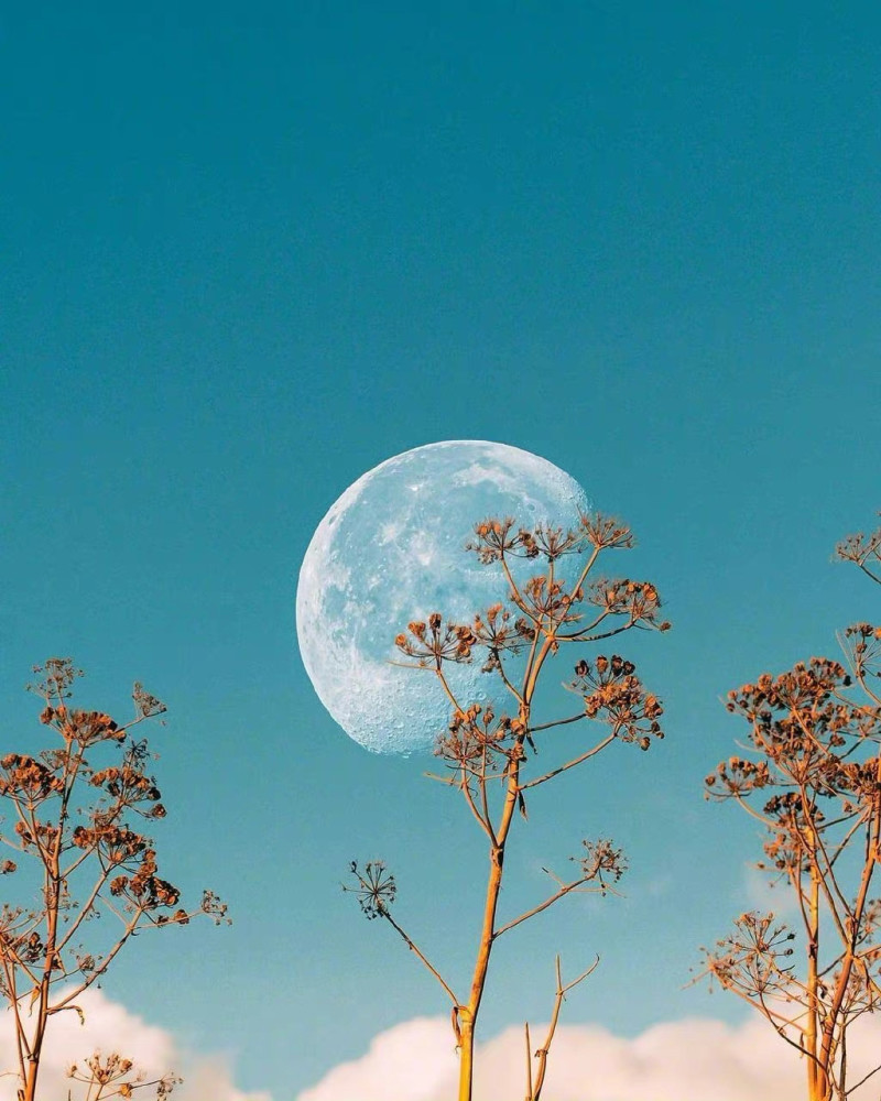 朋友圈壁纸背景图花与月空中明月地上繁花