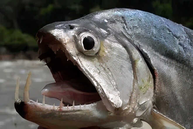 凭借着尖锐的巨牙和强悍的攻击性使锯齿狼牙鱼在亚马逊河水域中有着不