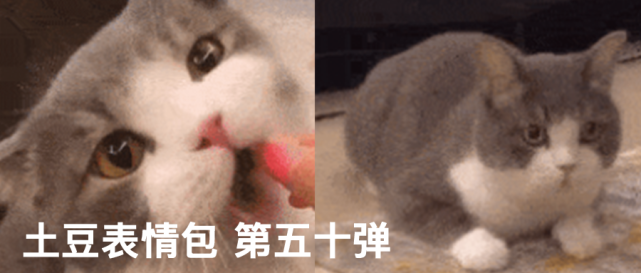 粉丝投稿|网红猫咪|土豆表情包 第五十一弹