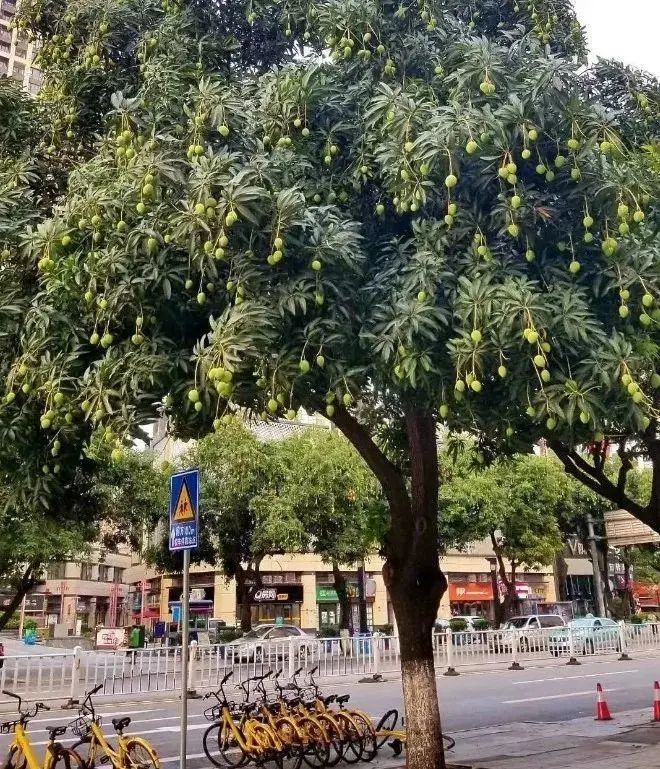 广东一男子被一片树叶砸晕?南方行道树迷惑大赏:随时随地"空降导弹"!