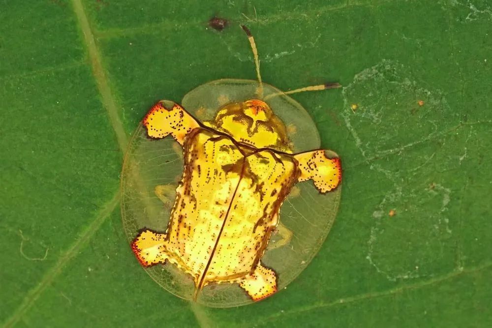 "黄金"龟甲虫