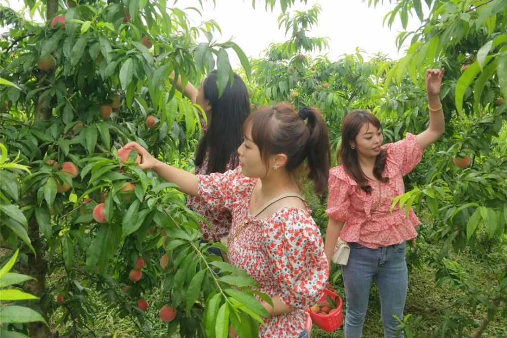 摘桃子 钓龙虾……这个周末井研好好耍!