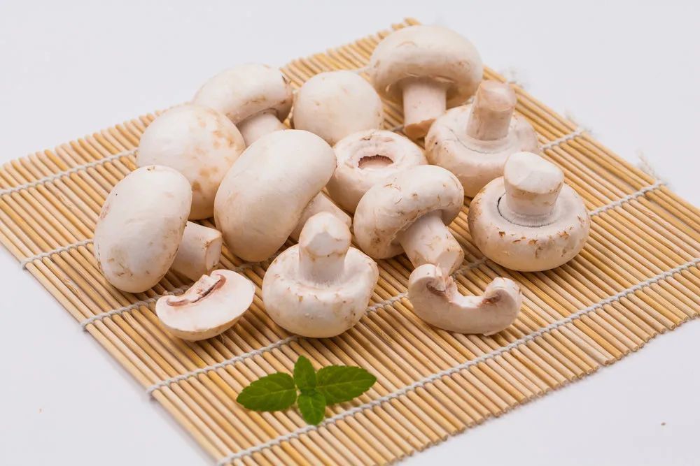 蘑菇小常识(中)|10种味道鲜美的蘑菇,哪一种是菌中之王?