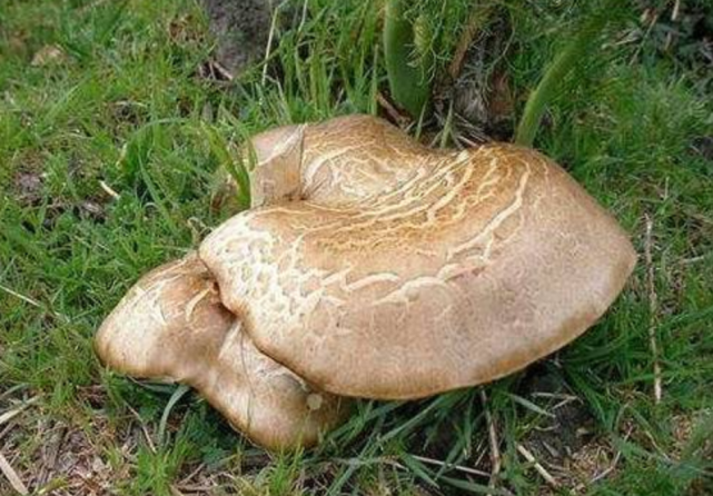 蘑菇小常识(中)|10种味道鲜美的蘑菇,哪一种是菌中之王?