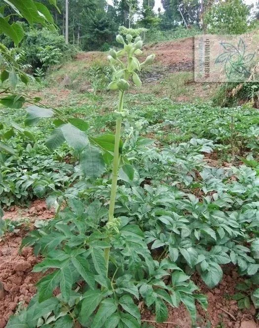 安徽,浙江,江西,湖北,湖南,四川等 科:伞形科 原植物:杭白芷 植物情况