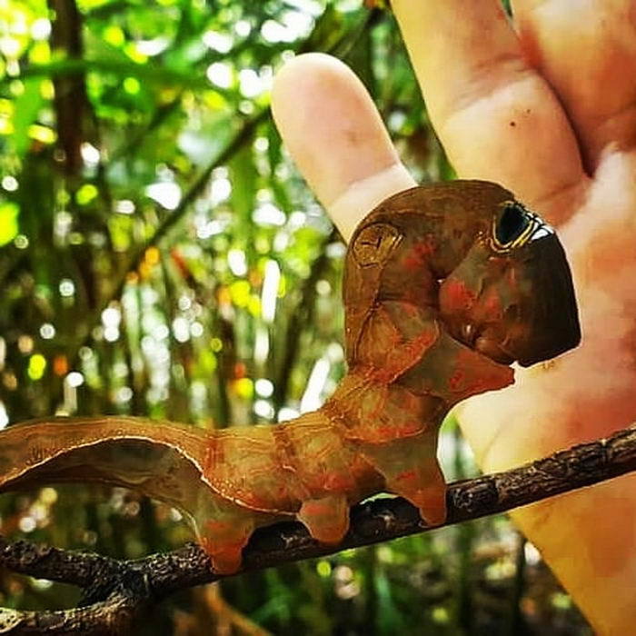 制造幻觉的毛毛虫,长着一副猎人出没的面孔