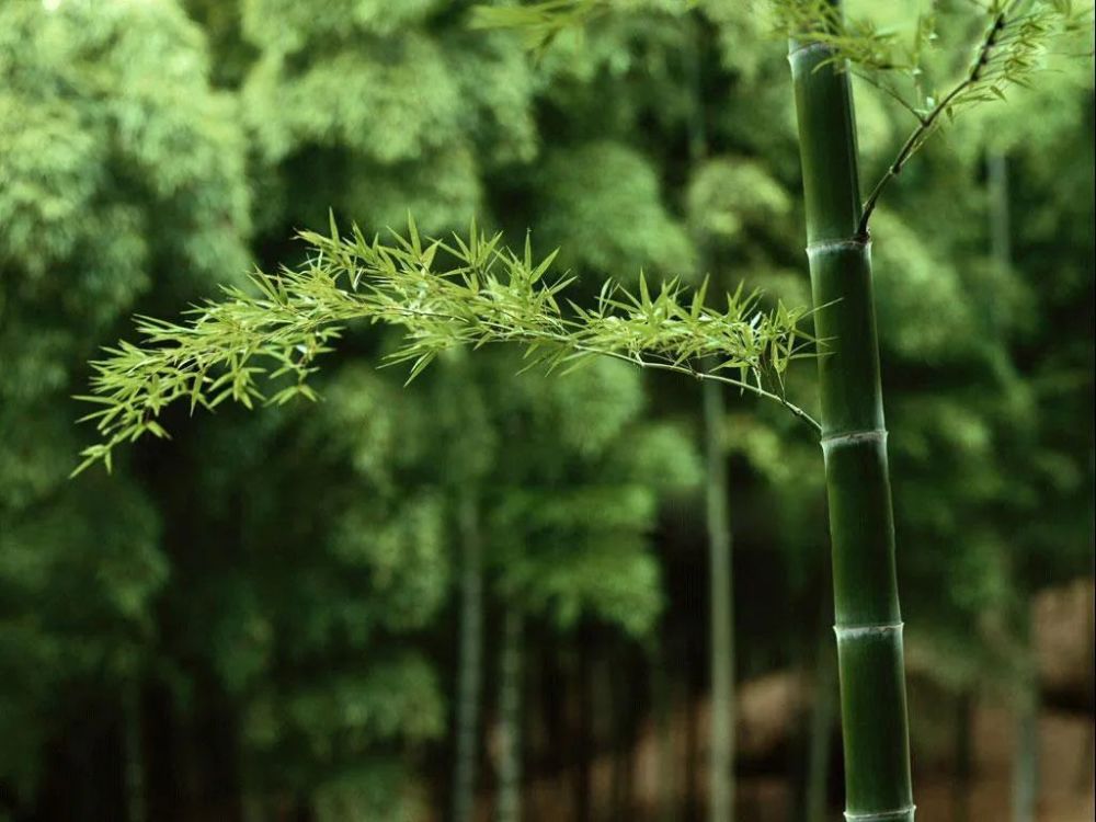 荷花定律,竹子定律和金蝉定律.