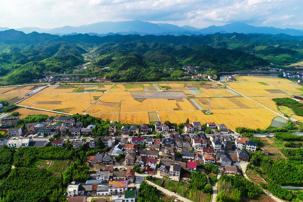 视图壁纸航拍杭州美丽乡村滚滚麦浪与青山农房相映成景