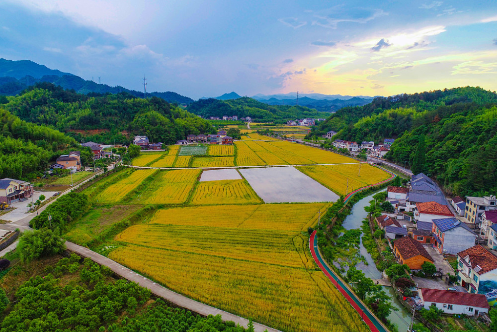 视图壁纸:航拍杭州美丽乡村 滚滚麦浪与青山农房相映成景