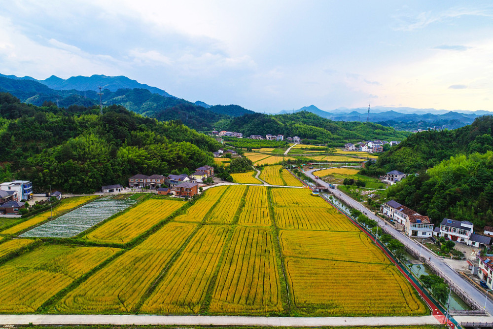 视图壁纸:航拍杭州美丽乡村 滚滚麦浪与青山农房相映成景