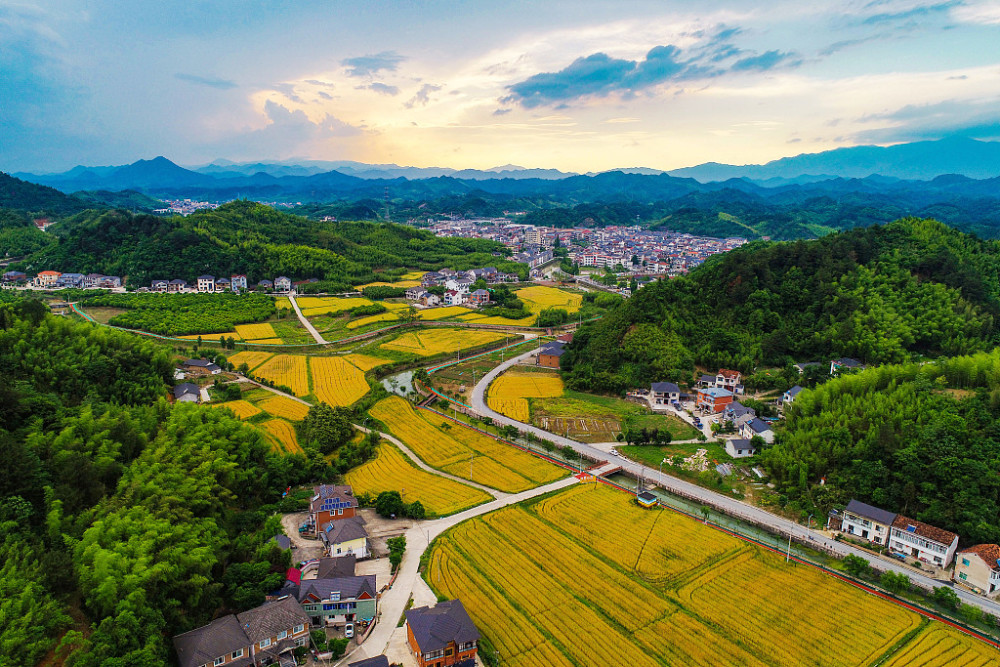视图壁纸航拍杭州美丽乡村滚滚麦浪与青山农房相映成景