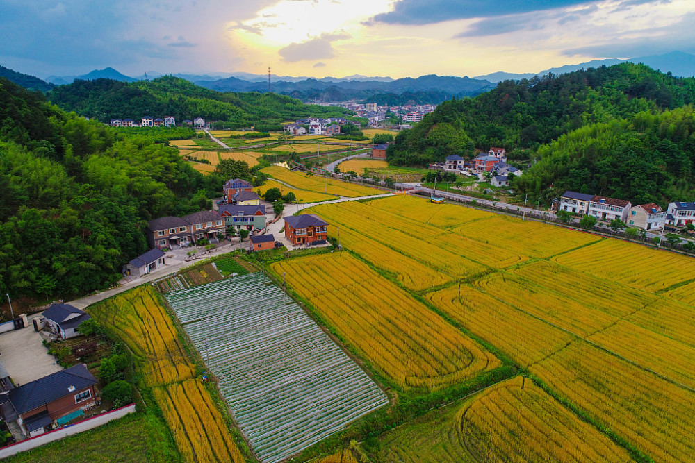 视图壁纸:航拍杭州美丽乡村 滚滚麦浪与青山农房相映成景