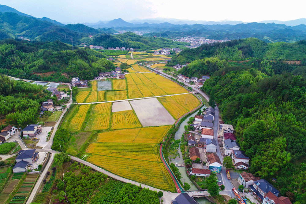 视图壁纸航拍杭州美丽乡村滚滚麦浪与青山农房相映成景