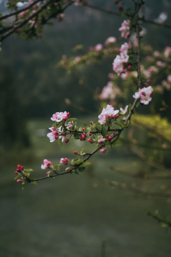 1,选对枝条 拍花之所以适合竖构图,就是因为花枝,树枝几乎都是下垂的