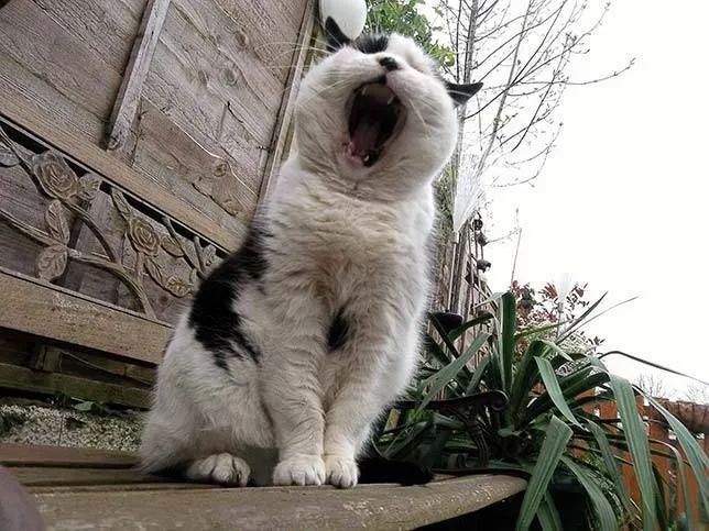 猫咪打哈欠能有多萌?一组图告诉你