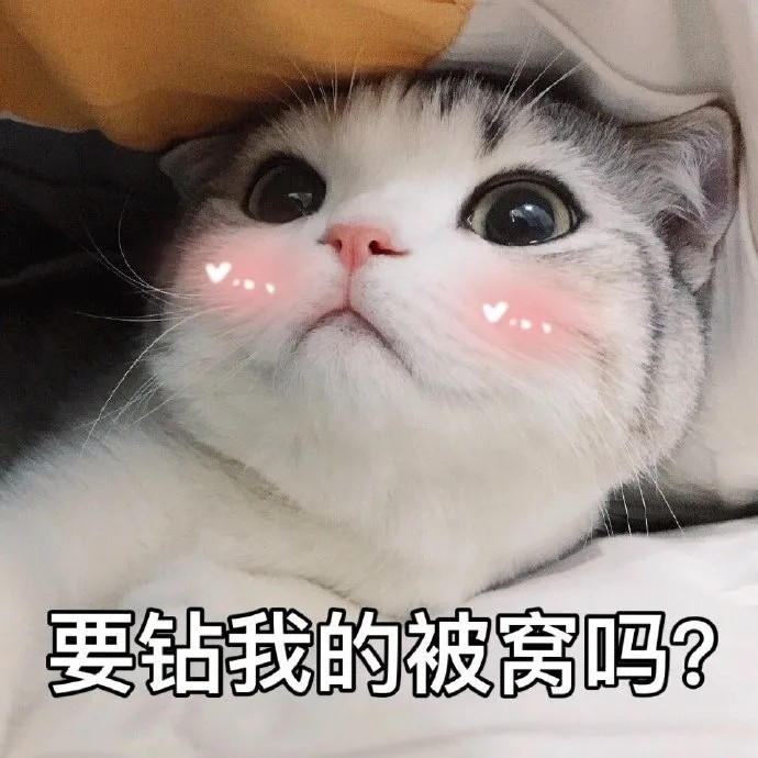 和男朋友打情骂俏的沙雕猫咪表情包