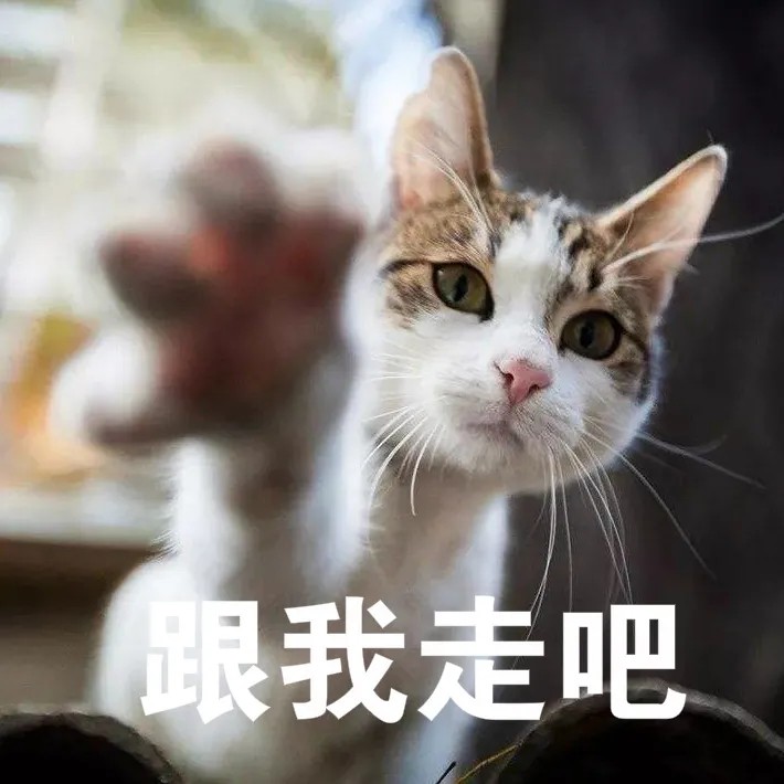 和男朋友打情骂俏的沙雕猫咪表情包