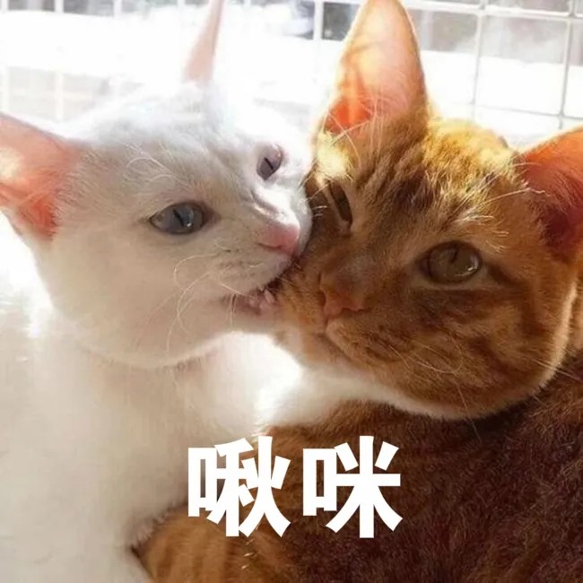 和男朋友打情骂俏的沙雕猫咪表情包