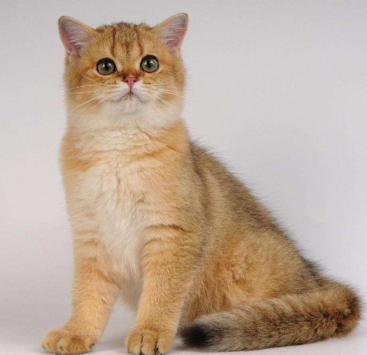 布偶猫,加菲猫,波斯猫掉毛有多厉害?还有哪些猫换毛季