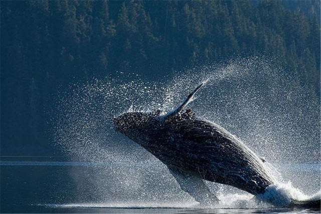 同时,roger payne还介绍说,鲸鱼跃出水面的动作可以分为两种, 一种是