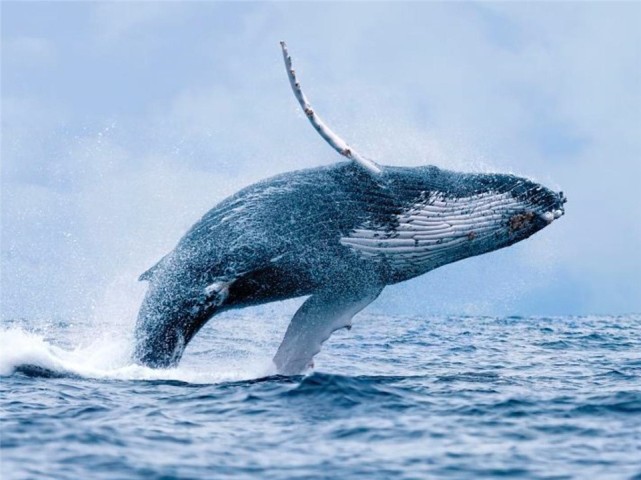 为什么鲸鱼会跃出水面,然后再重重地摔进海里?