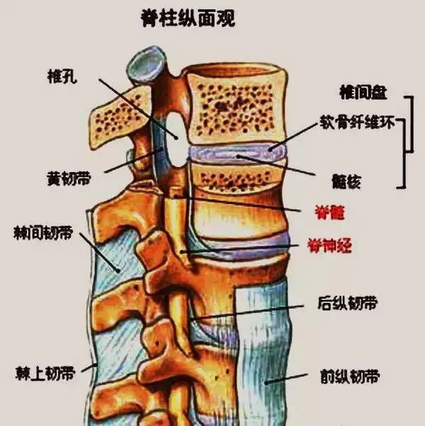 骨病小知识胸椎