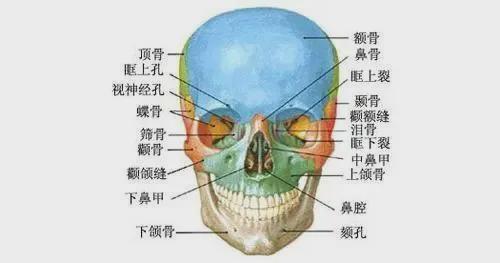 也就是说成年之前我们面部的骨头都会一直横向纵向的不断向外延伸