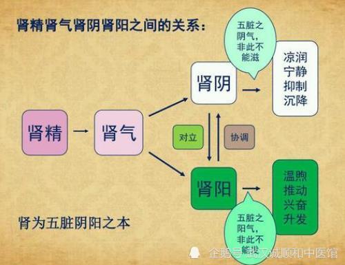 生殖力,遗传能力,水液代谢,呼吸功能调节等方面,中医把人体的五脏看作