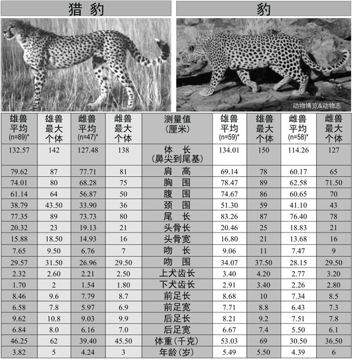 猎豹和金钱豹哪一个更勇猛?它们之间有什么显著的区别