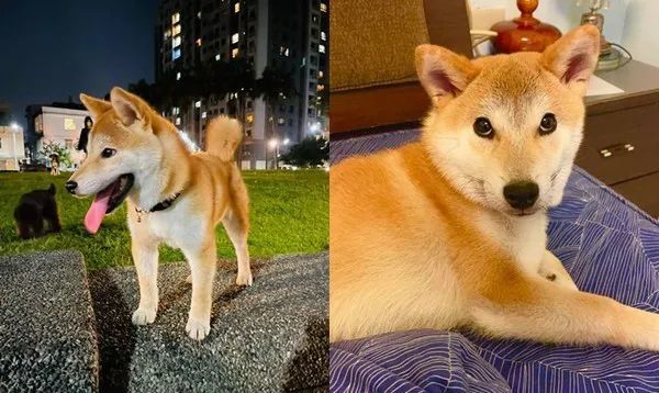 柴犬从小就爱叼碗卖萌,可等它长大后,铲屎官懵了