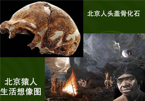 50万年前,北京猿人没能爬到食物链顶端,却成了蚕食同类的恶魔