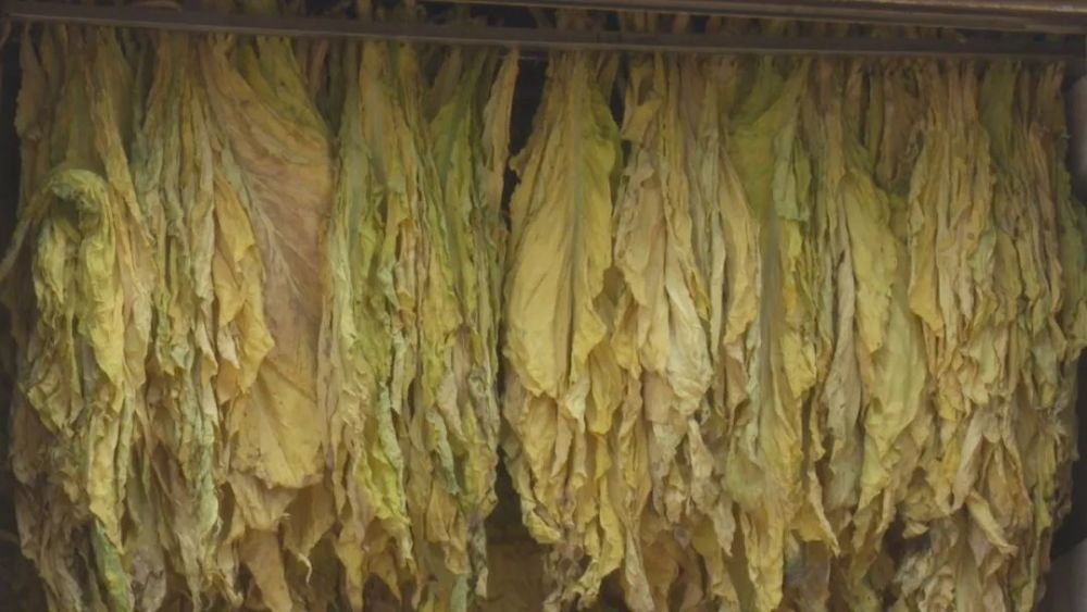 我市各部门合力帮助受灾烟农抢收 尽最大努力降低损失