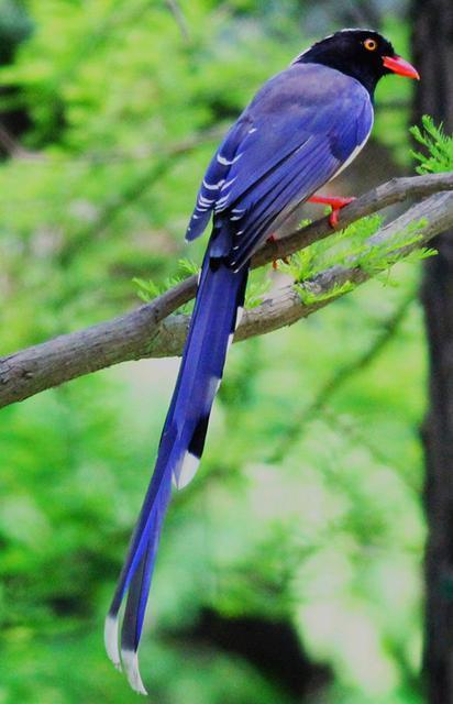 黄嘴蓝喜鹊并不常见,在我国仅分布在广西一带,数量稀少.