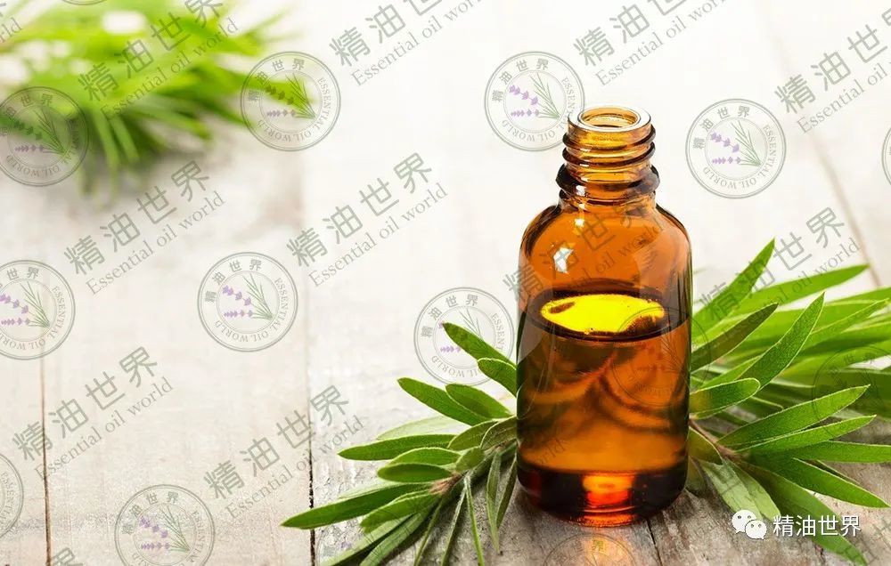 茶树精油的这10大最佳用途,你都知道吗?