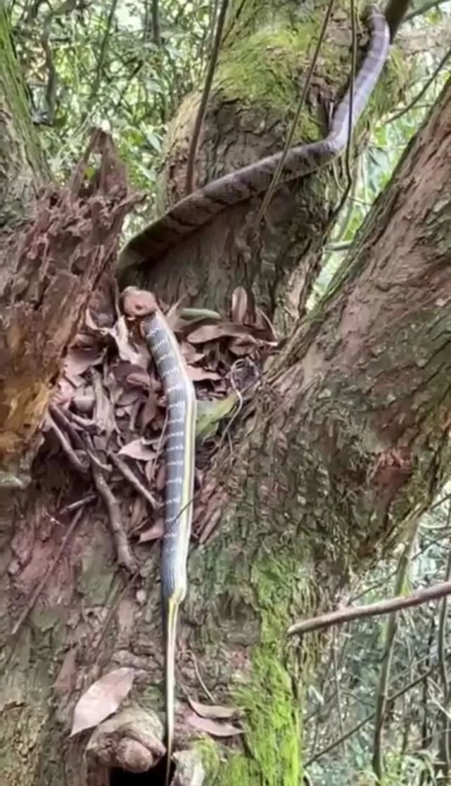 过山峰蛇缠绕这树干 嘴巴正在紧紧咬住另一条蛇的上半部分 慢慢地将