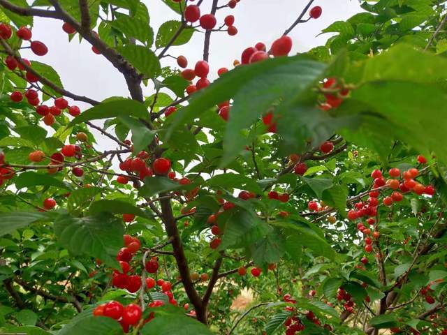 当然,除了大樱桃外,我国的本土小樱桃也在逐步上市,4月份时南方市场的