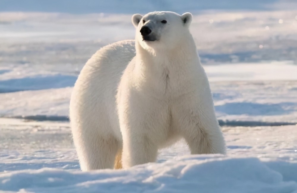 十个最伟大动物母亲 北极熊上榜,第七是唯一由雄性生育后代的动物