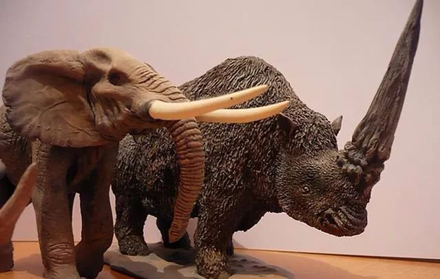史上最大犀牛的进化史2米长的角8吨的体重