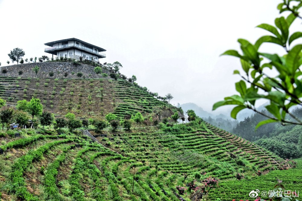 商南茶北方茶北纬33度的种茶奇迹