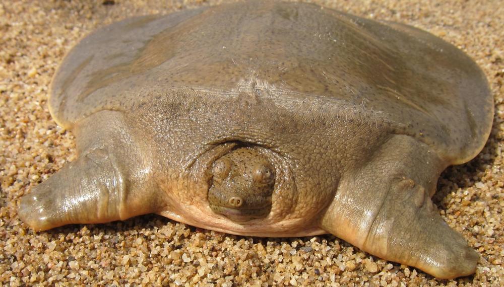 伦敦动物园放归人工孵化的巨型软壳龟幼龟,无甲,濒危种群还挺萌