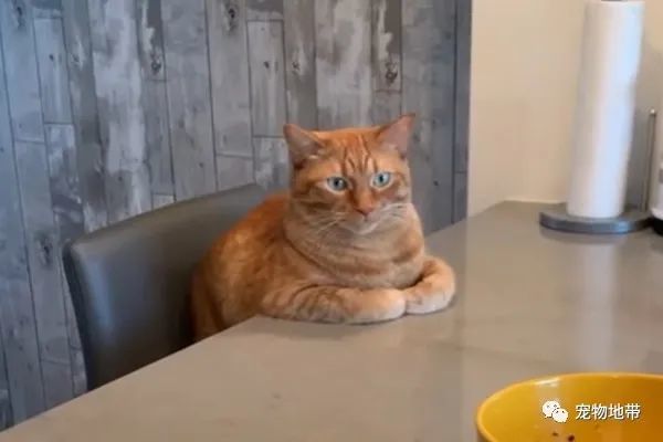 这只橘猫十分喜欢看主人做菜,每次都异常认真 网友:它