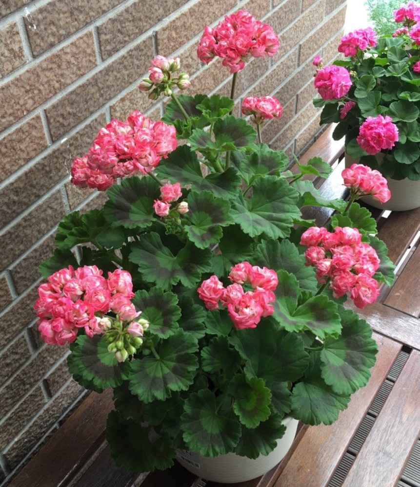 阳台养花,养棵"丹尼斯碗"吧,长得像玫瑰的天竺葵,四季