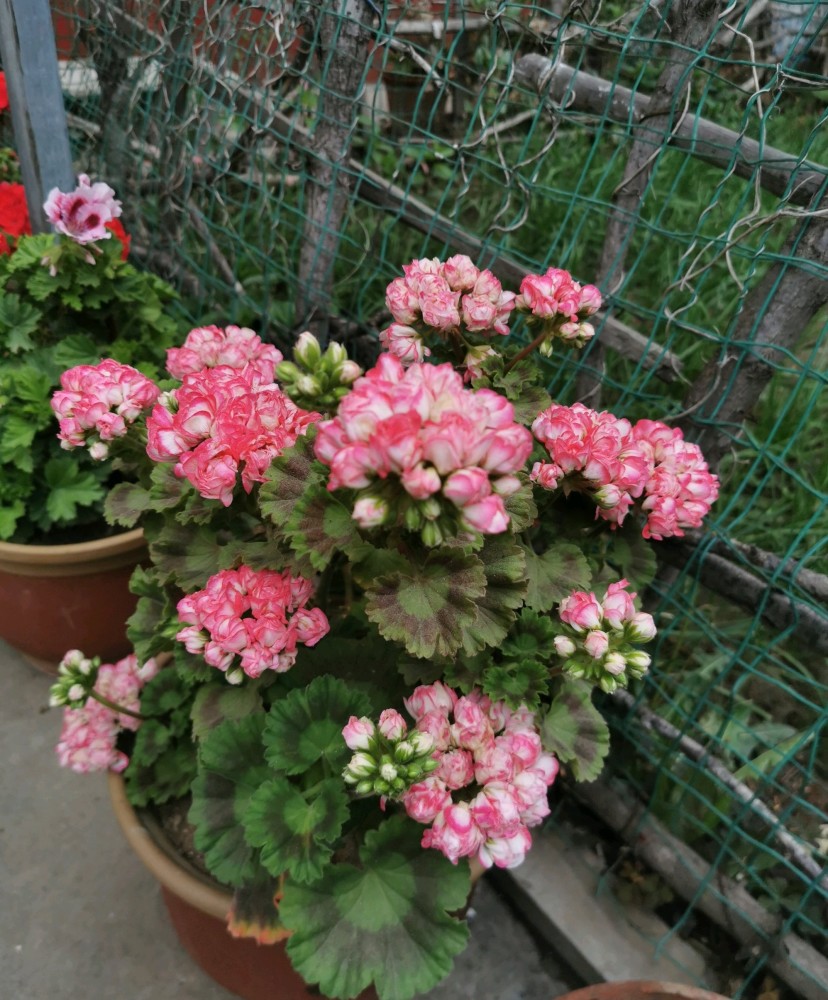 阳台养花,养棵"丹尼斯碗"吧,长得像玫瑰的天竺葵,四季