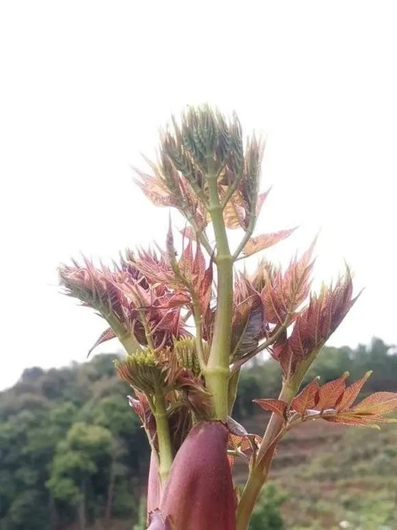 野菜|东北的"刺老芽",树上的人参,每吨1万块,含有多种营养元素